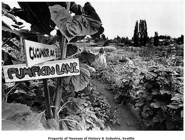 City baby boomers with a ridiculously bountiful bushcraft garden 